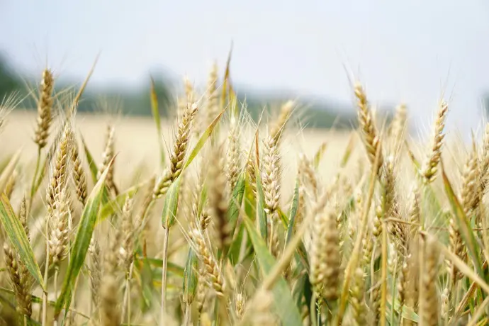 Odoo agri-food
